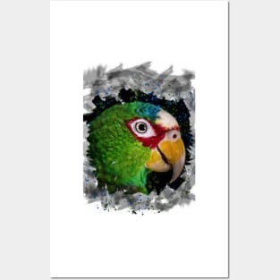 Parrot Posters and Art